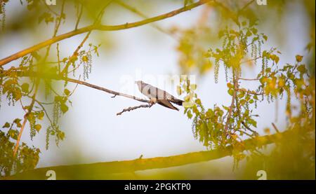 Kuckuckuck von Baum zu Baum, landet auf einem Ast und fliegt im Himmel, das beste Foto. Stockfoto