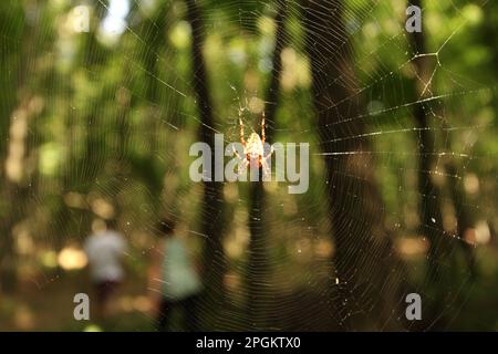 Europäische Gartenspinne im Wald. Menschen im Hintergrund. Stockfoto
