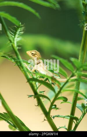 Ein kleines gelbes Chamäleon sitzt auf einem Ast und wartet darauf, Insekten nach Nahrung zu fangen. Stockfoto