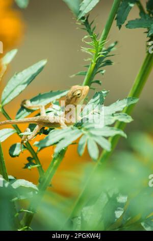 Ein kleines gelbes Chamäleon sitzt auf einem Ast und wartet darauf, Insekten nach Nahrung zu fangen. Stockfoto