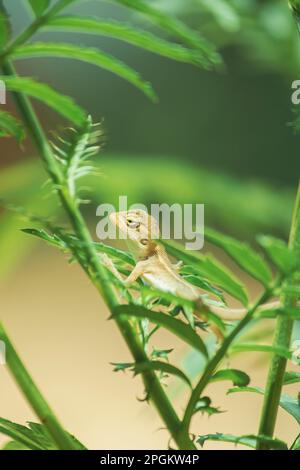 Ein kleines gelbes Chamäleon sitzt auf einem Ast und wartet darauf, Insekten nach Nahrung zu fangen. Stockfoto