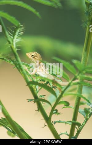 Ein kleines gelbes Chamäleon sitzt auf einem Ast und wartet darauf, Insekten nach Nahrung zu fangen. Stockfoto