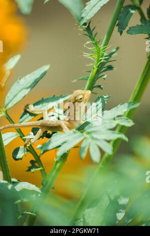 Ein kleines gelbes Chamäleon sitzt auf einem Ast und wartet darauf, Insekten nach Nahrung zu fangen. Stockfoto