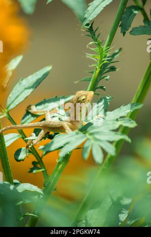 Ein kleines gelbes Chamäleon sitzt auf einem Ast und wartet darauf, Insekten nach Nahrung zu fangen. Stockfoto