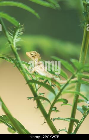 Ein kleines gelbes Chamäleon sitzt auf einem Ast und wartet darauf, Insekten nach Nahrung zu fangen. Stockfoto