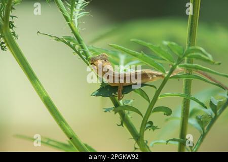 Ein kleines gelbes Chamäleon sitzt auf einem Ast und wartet darauf, Insekten nach Nahrung zu fangen. Stockfoto