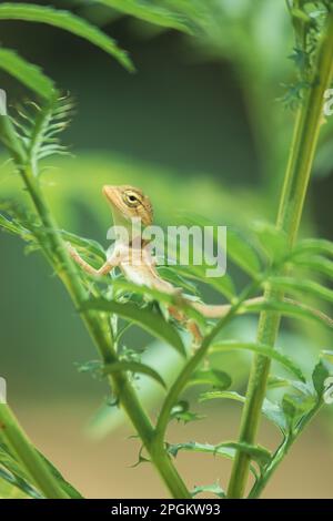 Ein kleines gelbes Chamäleon sitzt auf einem Ast und wartet darauf, Insekten nach Nahrung zu fangen. Stockfoto