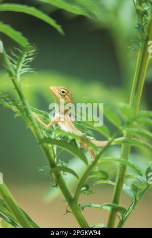 Ein kleines gelbes Chamäleon sitzt auf einem Ast und wartet darauf, Insekten nach Nahrung zu fangen. Stockfoto