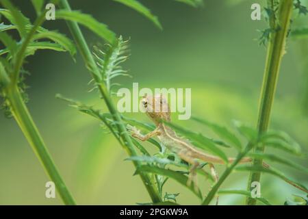 Ein kleines gelbes Chamäleon sitzt auf einem Ast und wartet darauf, Insekten nach Nahrung zu fangen. Stockfoto