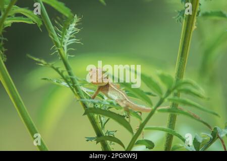 Ein kleines gelbes Chamäleon sitzt auf einem Ast und wartet darauf, Insekten nach Nahrung zu fangen. Stockfoto