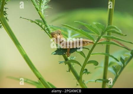 Ein kleines gelbes Chamäleon sitzt auf einem Ast und wartet darauf, Insekten nach Nahrung zu fangen. Stockfoto