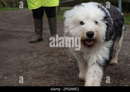Holyport, Maidenhead, Berkshire, Großbritannien. 23. März 2023. Heute war es ein windiger Tag in Holyport, Maidenhead, aber Battersea Rescue Old English Sheepdog, Henry, genoss seinen Spaziergang auf dem Land. Der Alte Englische Schäferhund, eine der bekanntesten britischen Rassen, ist nicht mehr vom Aussterben bedroht, nachdem die Zahl der registrierten Welpen im Jahr 2022 um 66 % gestiegen ist. Kredit: Maureen McLean/Alamy Live News Stockfoto