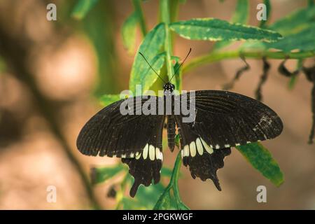 Der gemeine Mormon lebt auf seinen Blättern, Papilio polytes romulus Cramer auf dem Laub, gemeiner Mormon ernährt sich von nassen Bereichen entlang der Bäche. Lebensraum: Rainfor Stockfoto