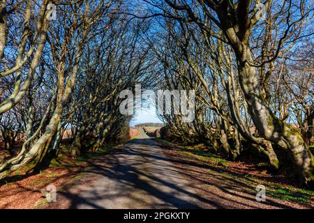 Sonnenlicht durch überhängende Bäume auf der Zufahrtsstraße zum Castle of Mey, in der Nähe von Thurso, Caithness, Schottland, Großbritannien Stockfoto