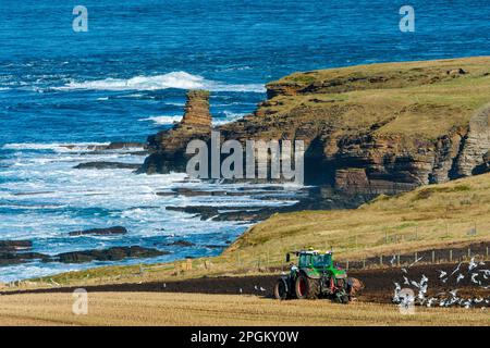 Der Tower o'Men o'Mey Sea Stack in St. John's Point, Caithness, Schottland, Großbritannien. Landwirtschaftstraktor, der ein Feld im Vordergrund pflügt. Stockfoto