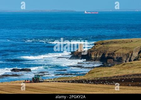 Der Tower o'Men o'Mey Sea Stack in St. John's Point, Caithness, Schottland, Großbritannien. Landwirtschaftstraktor, der ein Feld im Vordergrund pflügt. Stockfoto