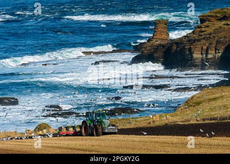 Der Tower o'Men o'Mey Sea Stack in St. John's Point, Caithness, Schottland, Großbritannien. Landwirtschaftstraktor, der ein Feld im Vordergrund pflügt. Stockfoto