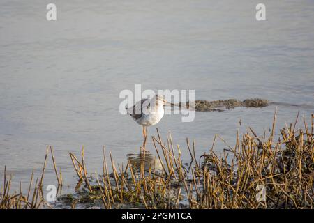 Gefleckter Rotschenkel-tringa-Erythropus im Wasser Stockfoto