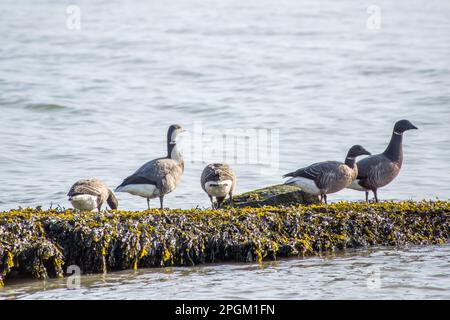 brent Gänse branta bernicla, eine kleine dunkle Gans Stockfoto