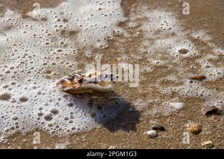 austernschale im Meeresschaum an einem Sandstrand Stockfoto