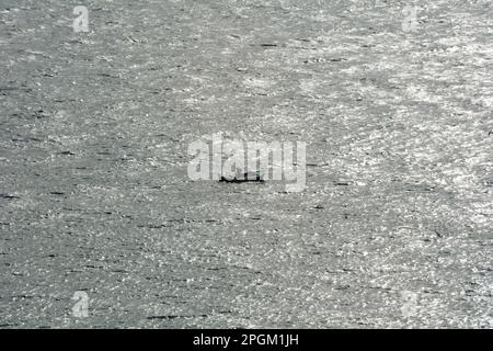 Ein einsamer traditioneller Fischer, der in einem Ruderboot in der Straße des Bosporus vor der Küste von Istanbul, Türkei/Turkiye, angeln möchte. Stockfoto