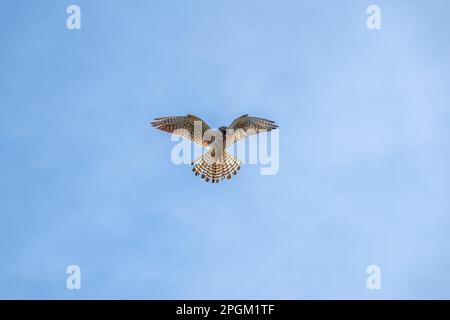 kestrel ein Raubvogel, der zur Falken-Gruppe gehört und mit blauem Himmel und weißer Wolke im Hintergrund schwebt Stockfoto