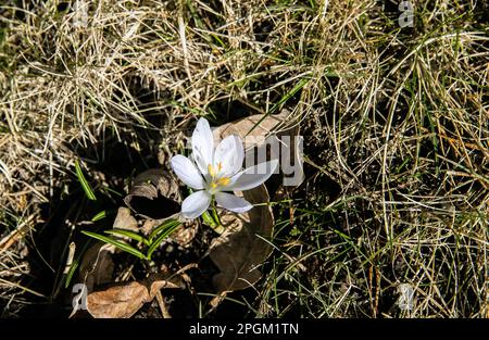 Weißes Krokus im Gras. Die ersten Blumen im Frühling Stockfoto