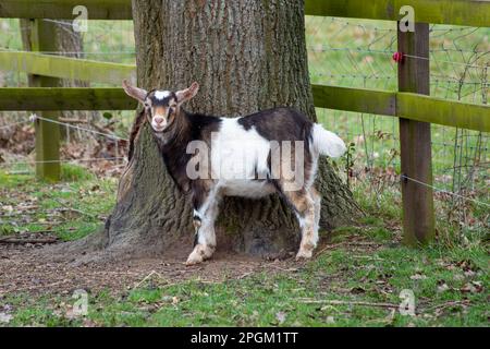Porträt einer hübschen braunen und weißen Ziege, die an einem Baumstamm ruht Stockfoto