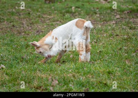 Nahaufnahme eines hübschen, braunen und weißen Ziegenbabys Stockfoto