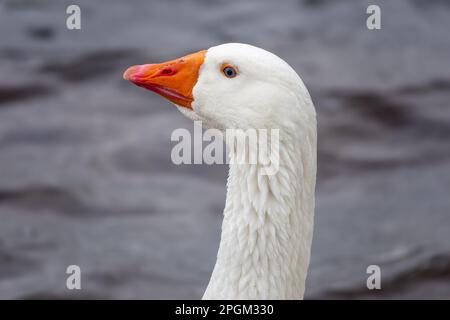 Nahaufnahme einer weißen Hausgans mit leuchtendem orangefarbenen Schnabel Stockfoto