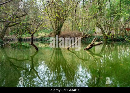Tote Bäume mit Reflexionen an einem See im Arboretum Sarvar. Stockfoto