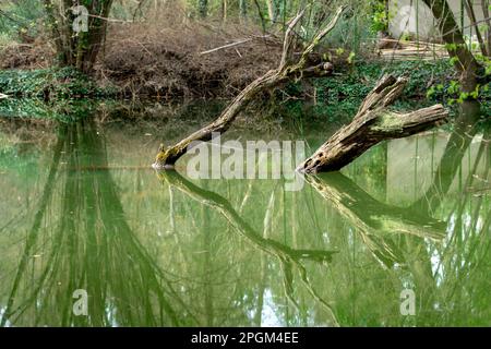 Tote Bäume mit Reflexionen an einem See im Arboretum Sarvar. Stockfoto