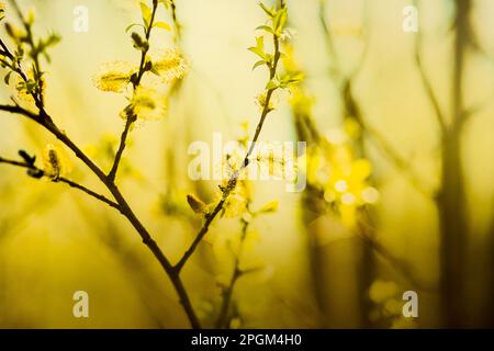 Wunderschöne flauschige Weidenblumen blühten an einem warmen Frühlingssonntag auf den dünnen Zweigen des Busches. Das Wesen des Spätwohnes. Palmsonntag. Stockfoto