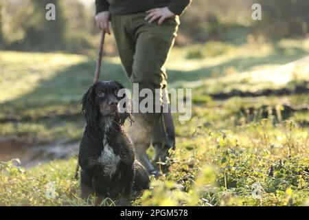 Ein Hund und sein Besitzer, der beim Schießen schlägt Stockfoto