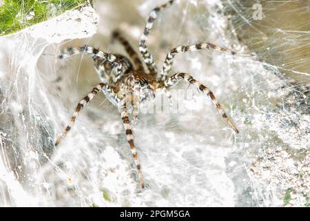 Hippasa holmerae Hippasa holmerae ist auf hohlen Fasern ein Arachnid in der Lycosidae-Familie von 35 anerkannten Arten. Stockfoto