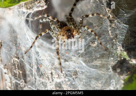 Hippasa holmerae Hippasa holmerae ist auf hohlen Fasern ein Arachnid in der Lycosidae-Familie von 35 anerkannten Arten. Stockfoto