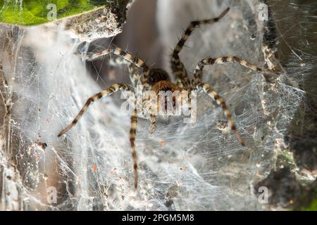 Hippasa holmerae Hippasa holmerae ist auf hohlen Fasern ein Arachnid in der Lycosidae-Familie von 35 anerkannten Arten. Stockfoto