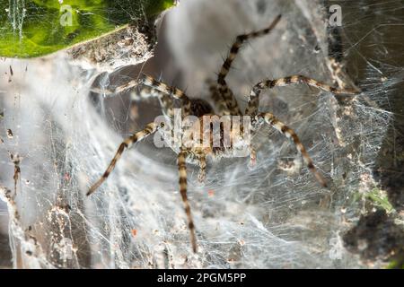 Hippasa holmerae Hippasa holmerae ist auf hohlen Fasern ein Arachnid in der Lycosidae-Familie von 35 anerkannten Arten. Stockfoto