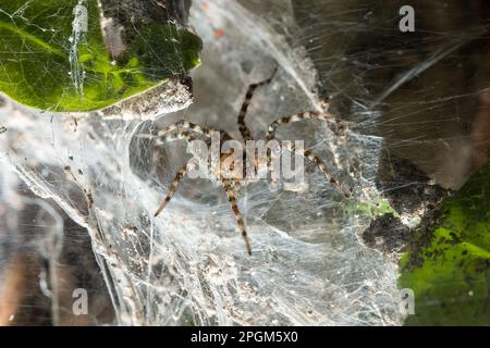 Hippasa holmerae Hippasa holmerae ist auf hohlen Fasern ein Arachnid in der Lycosidae-Familie von 35 anerkannten Arten. Stockfoto