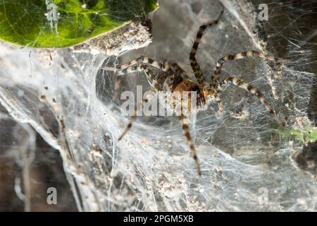 Hippasa holmerae Hippasa holmerae ist auf hohlen Fasern ein Arachnid in der Lycosidae-Familie von 35 anerkannten Arten. Stockfoto