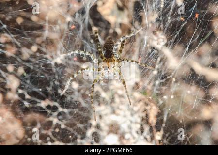 Hippasa holmerae Hippasa holmerae ist auf hohlen Fasern ein Arachnid in der Lycosidae-Familie von 35 anerkannten Arten. Stockfoto