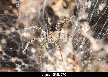 Hippasa holmerae Hippasa holmerae ist auf hohlen Fasern ein Arachnid in der Lycosidae-Familie von 35 anerkannten Arten. Stockfoto