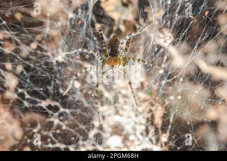 Hippasa holmerae Hippasa holmerae ist auf hohlen Fasern ein Arachnid in der Lycosidae-Familie von 35 anerkannten Arten. Stockfoto