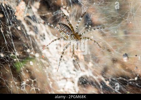 Hippasa holmerae Hippasa holmerae ist auf hohlen Fasern ein Arachnid in der Lycosidae-Familie von 35 anerkannten Arten. Stockfoto