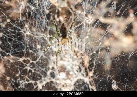 Hippasa holmerae Hippasa holmerae ist auf hohlen Fasern ein Arachnid in der Lycosidae-Familie von 35 anerkannten Arten. Stockfoto