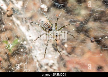 Hippasa holmerae Hippasa holmerae ist auf hohlen Fasern ein Arachnid in der Lycosidae-Familie von 35 anerkannten Arten. Stockfoto