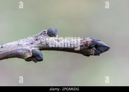 Nahaufnahme von Esche (Fraxinus excelsior) mit den schwarzen Knospen, England, Großbritannien, im Frühling Stockfoto