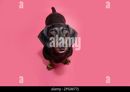 Porträt witziger und ernster Dackel-Welpe, der aufblickt. Isoliert auf pinkfarbenem Hintergrund Stockfoto