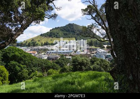 Wahrzeichen Mount Maunganui und Wohngebiet eingerahmt von Pohutukawa Bäumen vom Mount Drury, Tauranga Neuseeland. Stockfoto