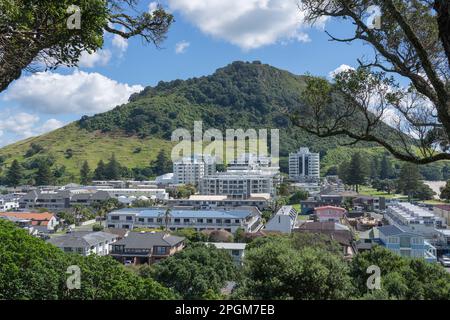 Wahrzeichen Mount Maunganui und Wohngebiet eingerahmt von Pohutukawa Bäumen vom Mount Drury, Tauranga Neuseeland. Stockfoto